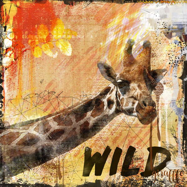 Wild giraffe