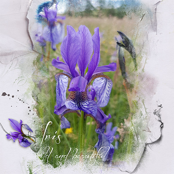 Wild Iris