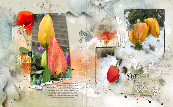 Wildflower Collection Snow & Tulips