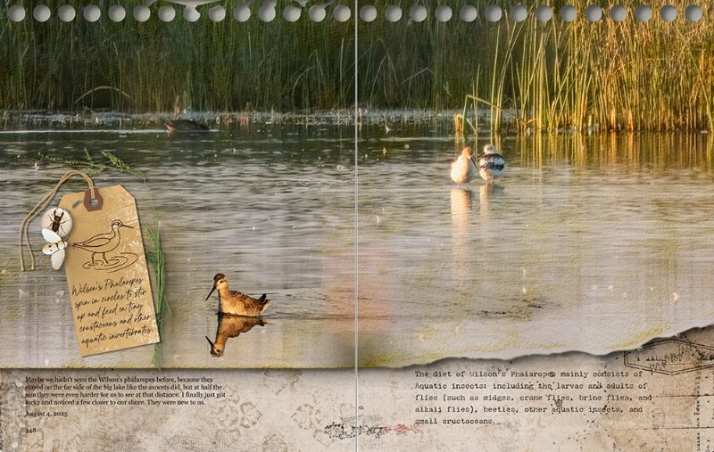 Wilson's Phalarope and avocets