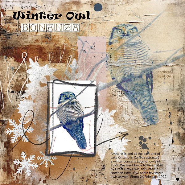 Winter Owl Bonanza