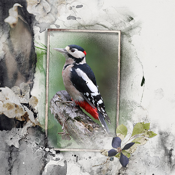 Woodpecker