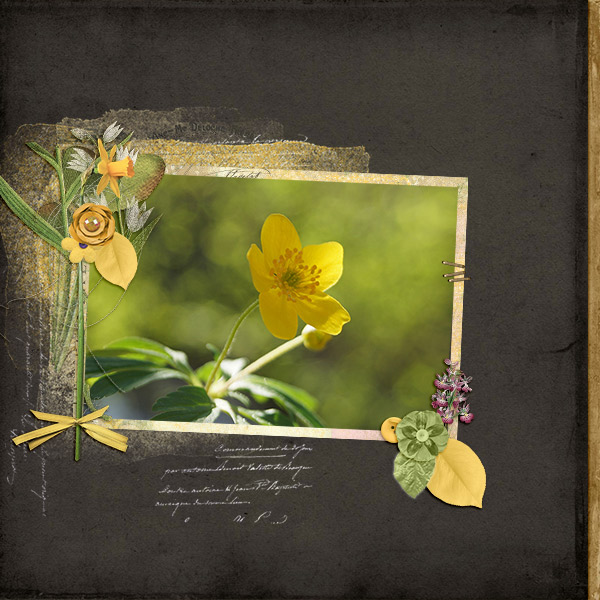 Yellow Flower