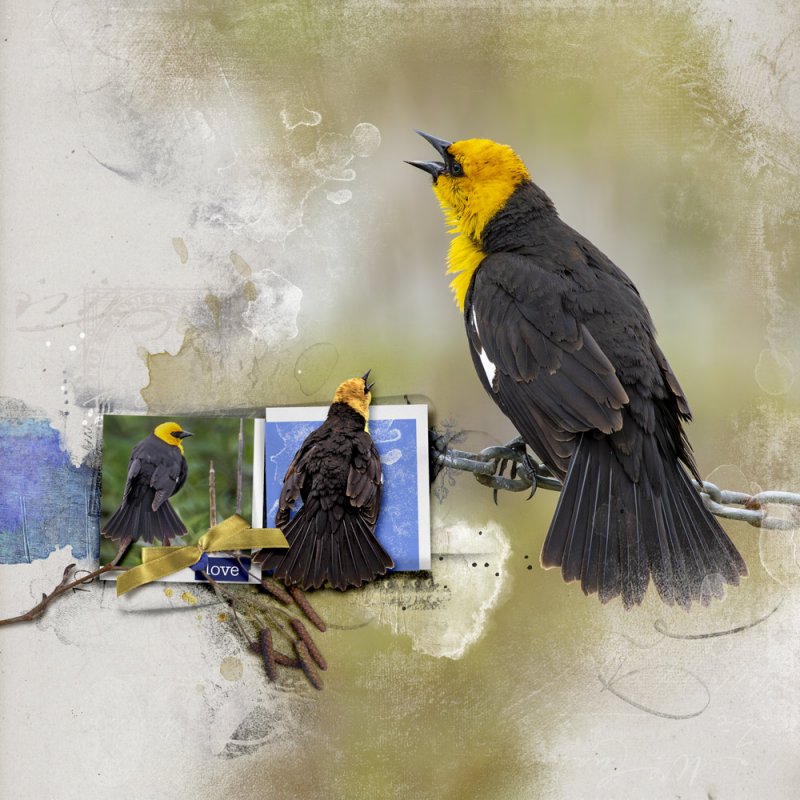 Yellow-headed-Blackbird - AnnaColor Challenge