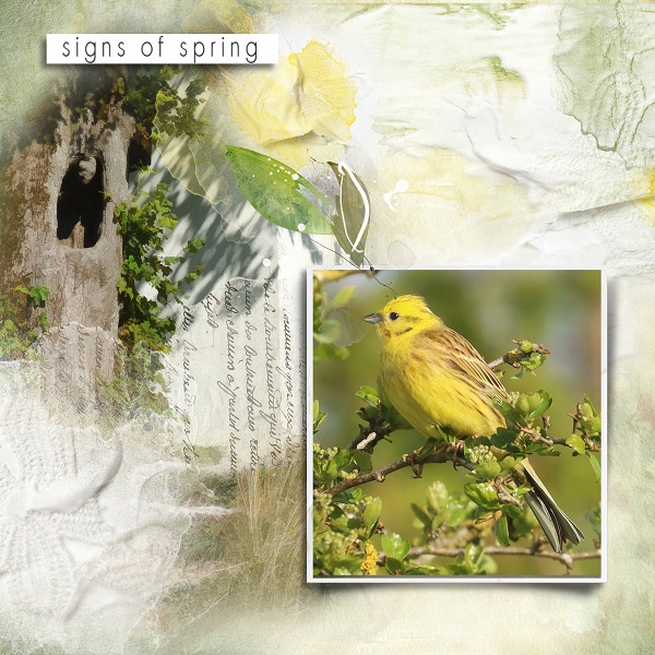 Yellowhammer.jpg