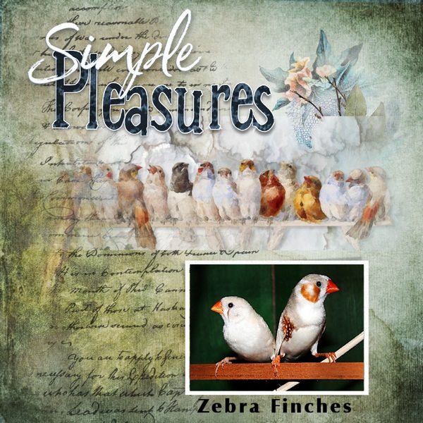 Zebra Finches