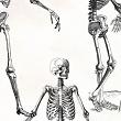 Anatomy Student Stamps Vol 4 Skeletons (CU) by Mixed Media by Erin detail 02