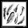 Watercolor Feathers Digital Art Embellishments