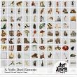 Noble Deed Kit Digital Art Elements by Art Addicts