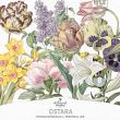 Wheel Of The Year Ostara by A Whimsical Adventure at Oscraps | Vintage Botanicals