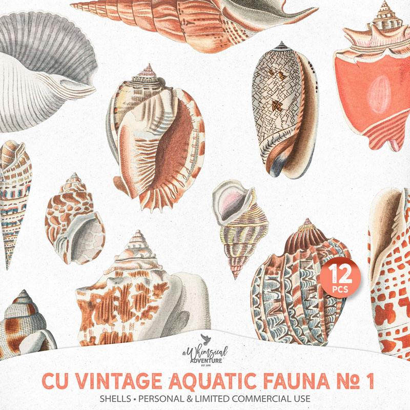 CU Vintage Aquatic Fauna No 1 Shells