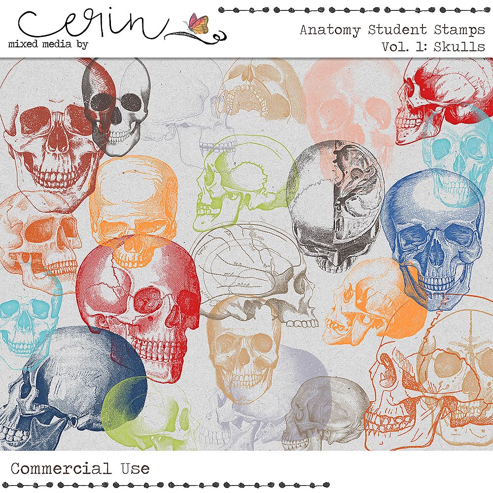 Anatomy Student Stamps Vol 1 Skulls (CU) by Mixed Media by Erin