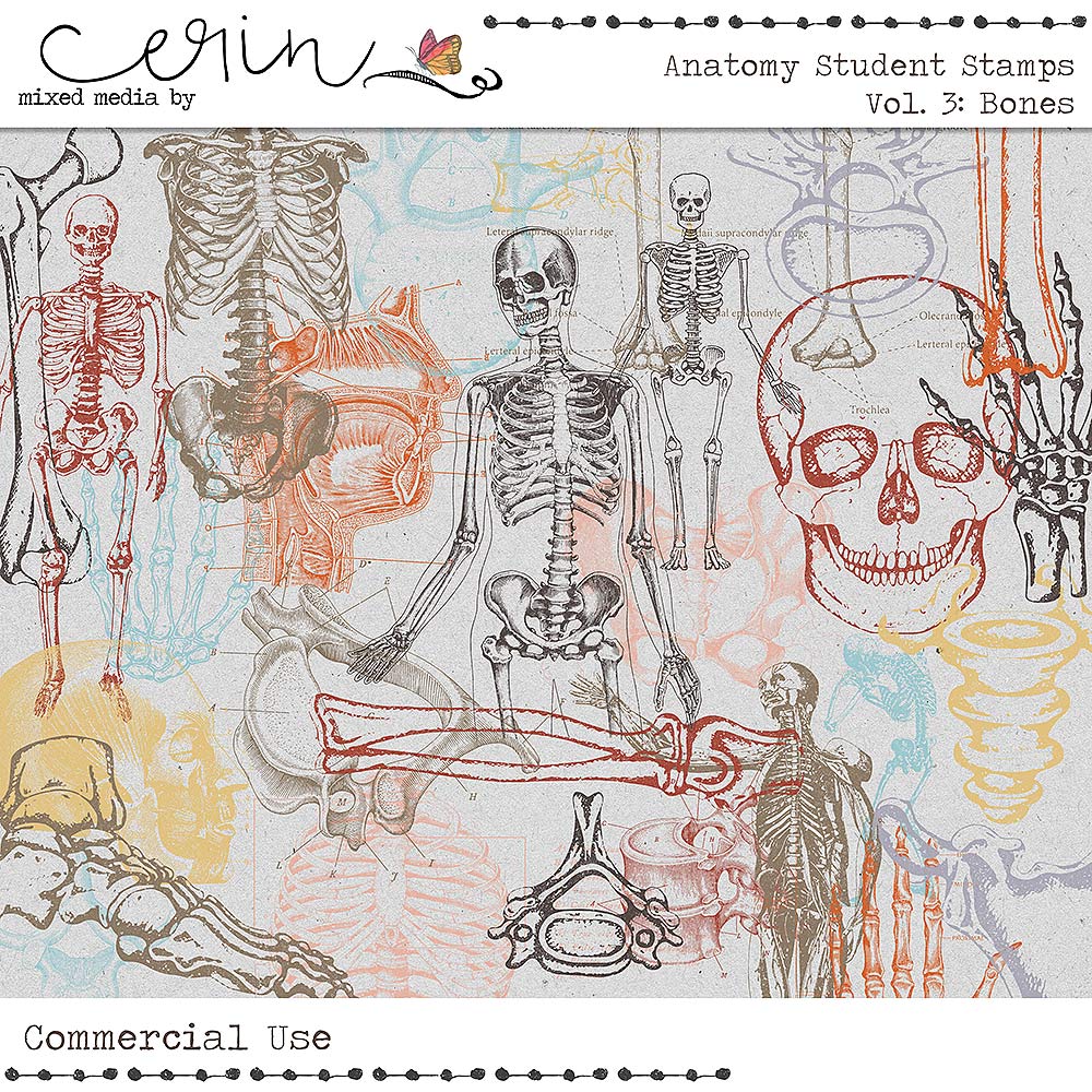 Anatomy Student Stamps Vol 3 Bones (CU) by Mixed Media by Erin