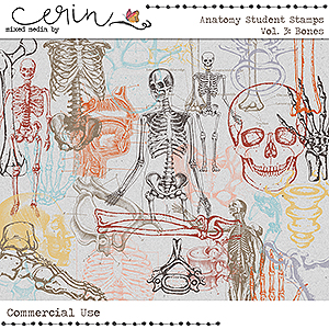Anatomy Student Stamps Vol 3 Bones (CU) by Mixed Media by Erin