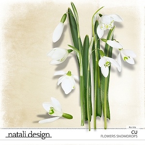 CU Flowers Snowdrop